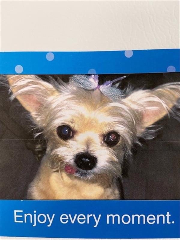 /Images/uploads/Albuquerque Publishing Company/abqjournalpetcontest_finalround2023/entries/25619thumb.jpg